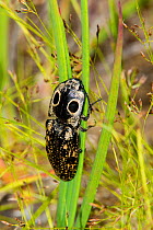 Eyed Click Beetle (Alaus oculatus) Watson Rare Plant Preserve, Tyler County, Texas, USA.
