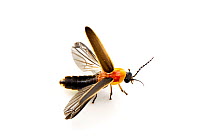 Firefly (Photinus sp.) about to take off, Cedar Park, Williamson County, Texas, USA.
