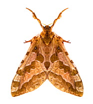 Fourspotted Ghost Moth (Sthenopis purpurascens) on white background, Evergreen, Flathead County, Montana, USA.