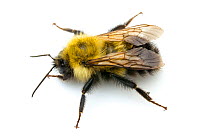 Frigid Bumble Bee (Bombus frigidus) male, North Pole, Fairbanks North Star Borough, Alaska, USA, July.