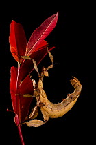 Macleay's Spectre (Extatosoma tiaratum) captive at the University of Texas.