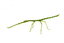 Giant Walking Stick (Megaphasma dentricus) green morph nymph, Austin, Travis County, Texas, USA.