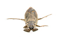 Giant Water Bug (Lethocerus americanus)  Lake View, Lake County, Oregon, USA, June.