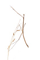 Grasslike Mantid (Thesprotia graminis) female, Montgomery, Montgomery County, Texas, USA.
