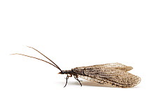 California Fishfly (Neohermes californicus) on white background, Kernville, Kern County, California, USA, June.