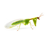 Green Mantisfly (Zeugomantispa minuta) Brackenridge Field Laboratory, Austin, Travis County, Texas, USA.