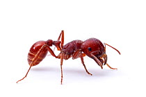 Harvester Ant (Pogonomyrmex barbatus) worker, Bruce Moring Ecolab, Edwards County, Texas, USA.