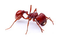 Harvester Ant (Pogonomyrmex barbatus) worker, Bruce Moring Ecolab, Edwards County, Texas, USA.