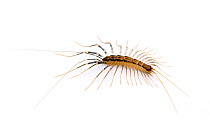 House Centipede (Scutigera coleoptrata) Cibolo Creek, Bexar / Guadalupe County line, Texas, USA.