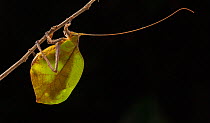 Leaf Katydid (Mimetica) at night, Cayo District, Belize.
