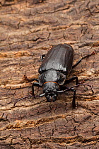 Liveoak root borer beetle (Archodontes melanopus) Archbold Field Station, Lake Placid, Highlands County, Florida, USA, August.