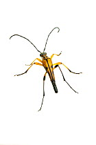 Longhorn Beetle (Strangalia famelica) KOA Campgrond, Sabine County, Texas, USA.