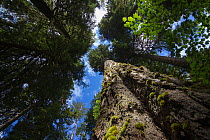 Low angle view of trees in the Hoh Rainforest, Hall of Mosses Trail, Olympic National Park, Jefferson County, Washington, USA, June.