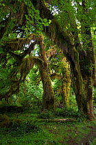 Hoh Rainforest, Hall of Mosses Trail, Olympic National Park, Jefferson County, Washington, USA, June.