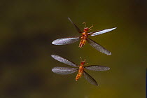 Pacific coast dampwood termite (Zootermopsis angusticollis) alates in flight, Mono County, California, USA, June.