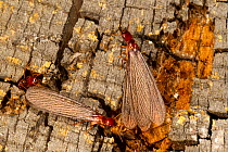 Pacific coast dampwood termite (Zootermopsis angusticollis) alate,, Mono County, California, USA, June.