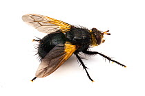 Parasitic Fly (Tachina sp.) on white background, Missoula County, Montana, USA.