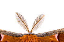 Polyphemus Moth (Antheraea polyphemus) bipectinate antenna, Austin, Travis County, Texas, USA.