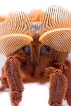 Polyphemus Moth (Antheraea polyphemus) Austin, Travis County, Texas, USA.