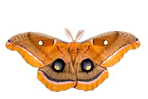 Polyphemus Moth (Antheraea polyphemus) Austin, Travis County, Texas, USA.