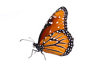 Queen Butterfly (Danaus gilippus) female, Brackenridge Field Laboratory, Travis County, Texas, USA.