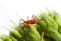 Red Aphid (Uroleucon sp.) Stengl 'Lost Pines' Biological Station, Bastrop County, Texas, USA.