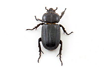 Rhinoceros Beetle (Phileurus valgus) Brackenridge Field Laboratory, Austin, Travis County, Texas, USA.