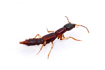 Rove Beetle (Homaeotarsus sp.) Cibolo Creek, Bexar/Guadalupe County line, Texas, USA.