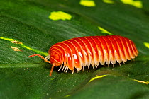 Sphaeriodesmid Pill Millipede (Sphaeriodesmidae)  Cayo District, Belize.