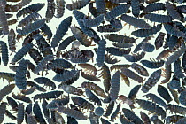 Springtails (Hypogastrura sp.) in mass mating aggregation, Austin, Travis County, Texas, USA.