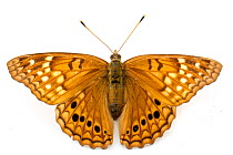 Tawny Emperor Butterfly (Asterocampa clyton) Martin Dies Jr State Park, Jasper County, Texas, USA.