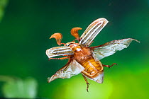 Tenlined June Beetle (Polyphylla decemlineata) in flight, Kernville, Kern County, California, USA, June.