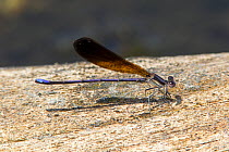 Variable Dancer (Argia fumipennis fumipennis) male, Conway, Horry County, South Carolina, USA, May.