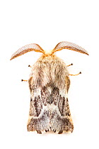 Western Tent Caterpillar Moth (Malacosoma californicum) on white background, Mono County, California, USA, June.