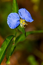 Whitemouth Dayflower (Commelina erecta) Coldspring, Big Creek Scenic Area, Sam Houston National Forest, San Jacinto County, Texas, USA.