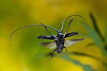 Whitespotted sawyer beetle (Monochamus scutellatus) in flight, North Pole, Fairbanks North Star Borough, Alaska, USA.