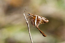 Whitestriped Longtail (Chioides albofasciatus) Santa Ana National Wildlife Refuge, Alamo, Hidalgo County, Texas, USA.