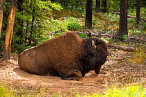 Mountain Buffalo (Bison bison athabascae) at wallow, British Columbia, Canada. July.