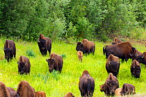 Mountain Buffalo (Bison bison athabascae) herd, British Columbia, Canada. July.