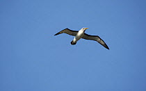 Buller's albatross (Thalassarche bulleri) in flight. Snares Islands, New Zealand, February.