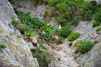 Buller's albatrosses (Thalassarche bulleri) nesting on cliff. There are over 8,000 breeding pairs on these islands which are strictly protected, landings are not permitted. Snares Islands, New Zealand...