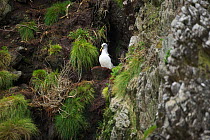 Buller's albatross (Thalassarche bulleri) nesting on cliff. There are over 8,000 breeding pairs on these islands which are strictly protected, landings are not permitted. Snares Islands, New Zealand.