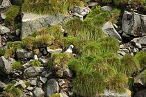 Buller's albatross (Thalassarche bulleri) nesting on rocky scree slope. Over 8,000 pairs breed on the Snares Islands, New Zealand.