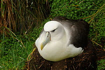 White-capped albatross (Thalassarche steadi) on nest, Auckland Islands, New Zealand, February.