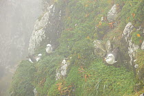 White-capped albatrosses (Thalassarche steadi) nesting, Auckland Islands, New Zealand, February.