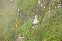 White-capped albatross (Thalassarche steadi) in nesting habitat, Auckland Islands, New Zealand, February.