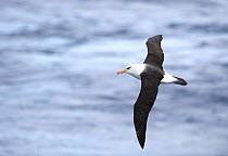 Campbell albatross (Thalassarche impavida) in flight over sea, south of Campbell Island, New Zealand.