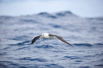 Campbell albatross (Thalassarche impavida) in flight over sea, south of Campbell Island, New Zealand.