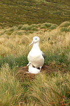 Royal albatross (Diomedea epomophora) with single young chick, 7-10 days old. Campbell Island, New Zealand, March.