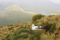 Royal albatross (Diomedea epomophora) on nest brooding young chick. Campbell Island, New Zealand, March.